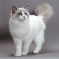Mèo