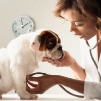 Thức Ăn Và Chăm Sóc Thú Cưng