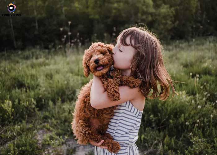 Chó đồng hành với con người như những người bạn