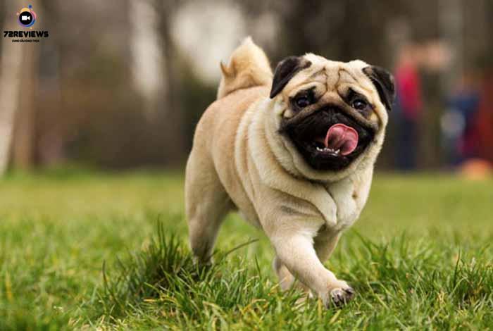 Chó Pug đặc trưng với thân hình mũm mĩm và phần mặt chảy xệ