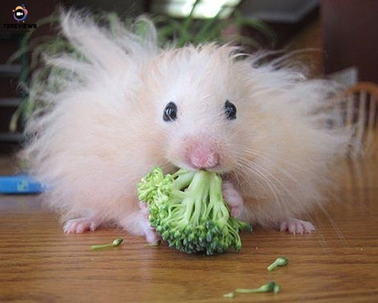 Chuột hamster nhỏ nhắn, nhanh nhẹn