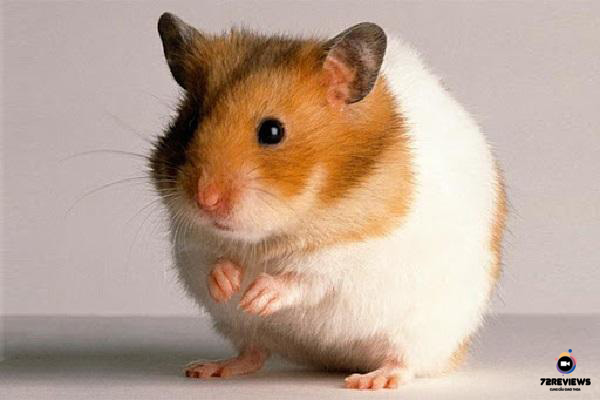 Hamster là thú cưng khác đáng yêu