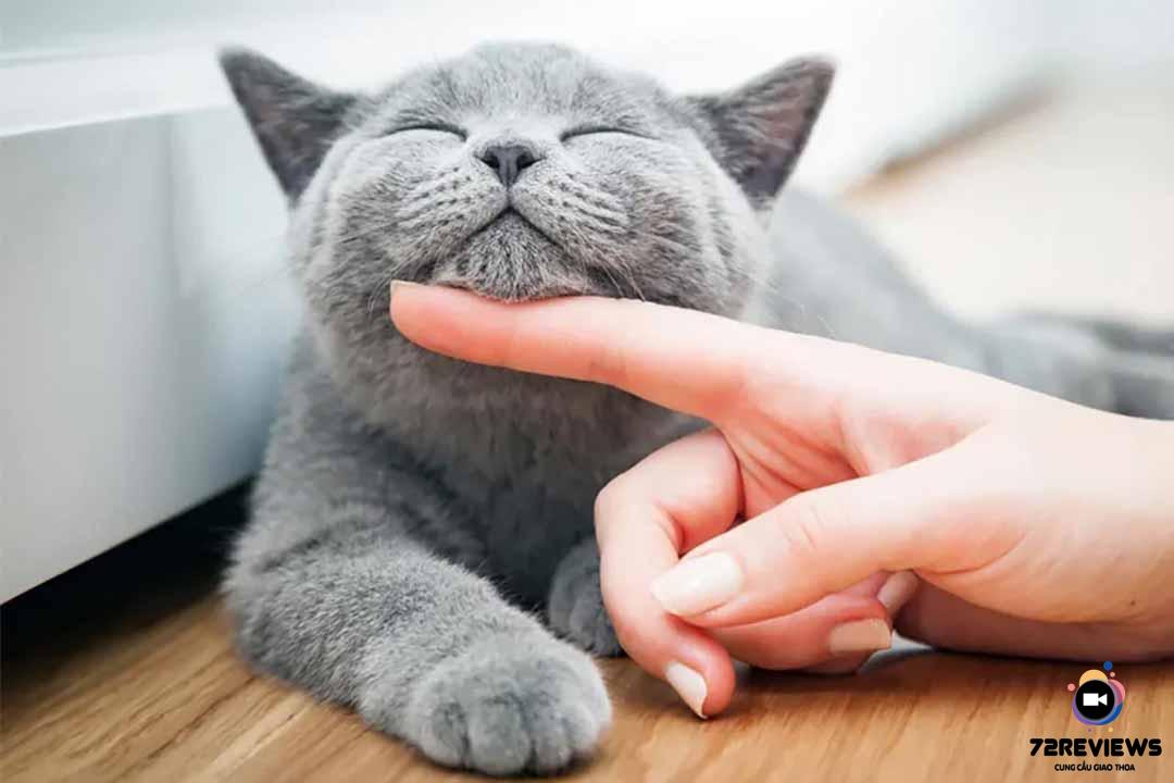 Mèo- hoàng thượng của các con sen