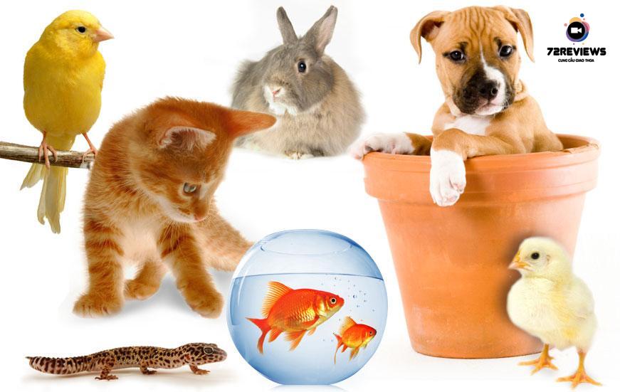 Nuôi thú cưng đã trở thành xu hướng vô cùng phổ biến hiện nay