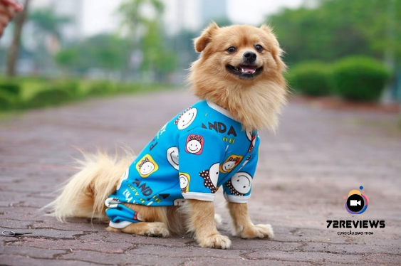 Phụ kiện thú cưng
